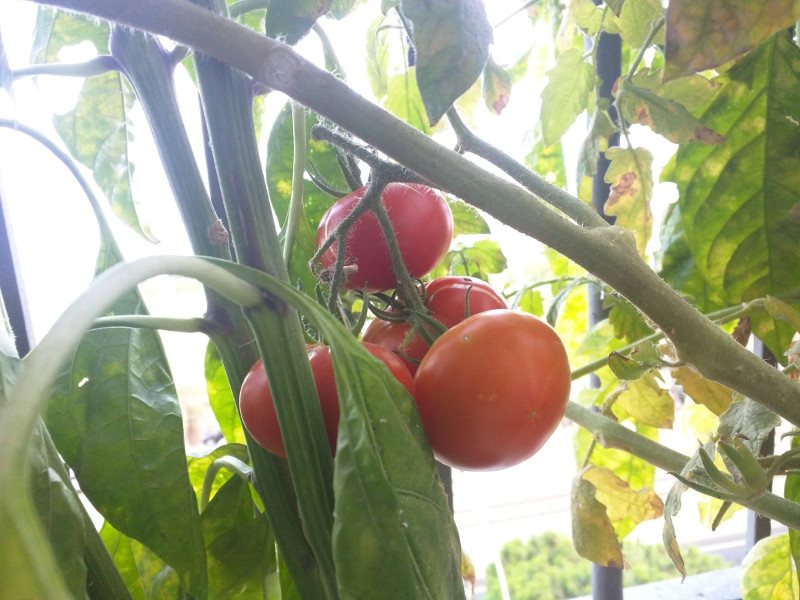 August 16th tomatoes