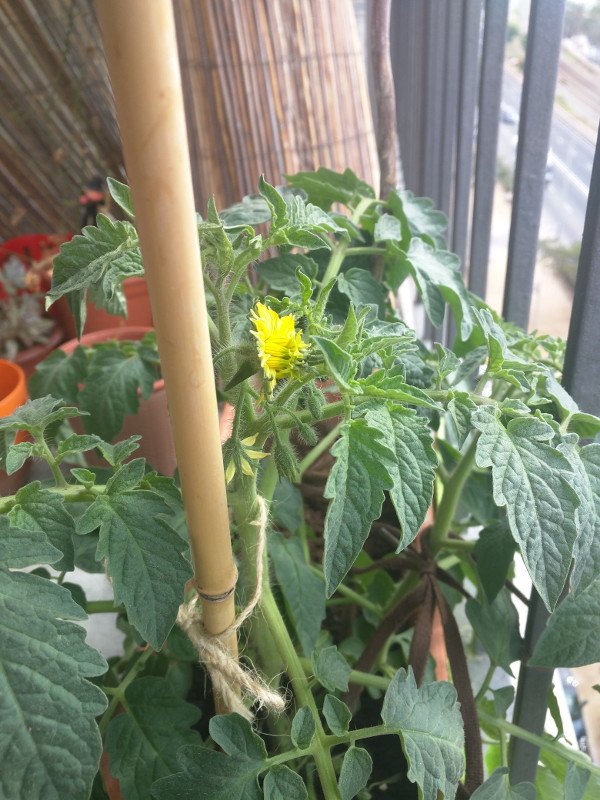 Tomatoes first flowers