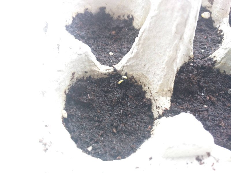 First Basil sprouts