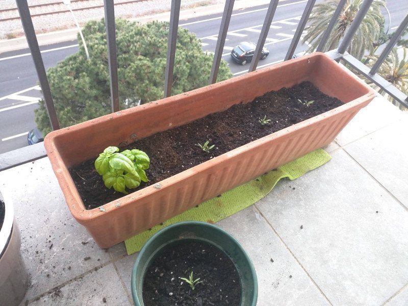 Basil and Tomatoes transplant