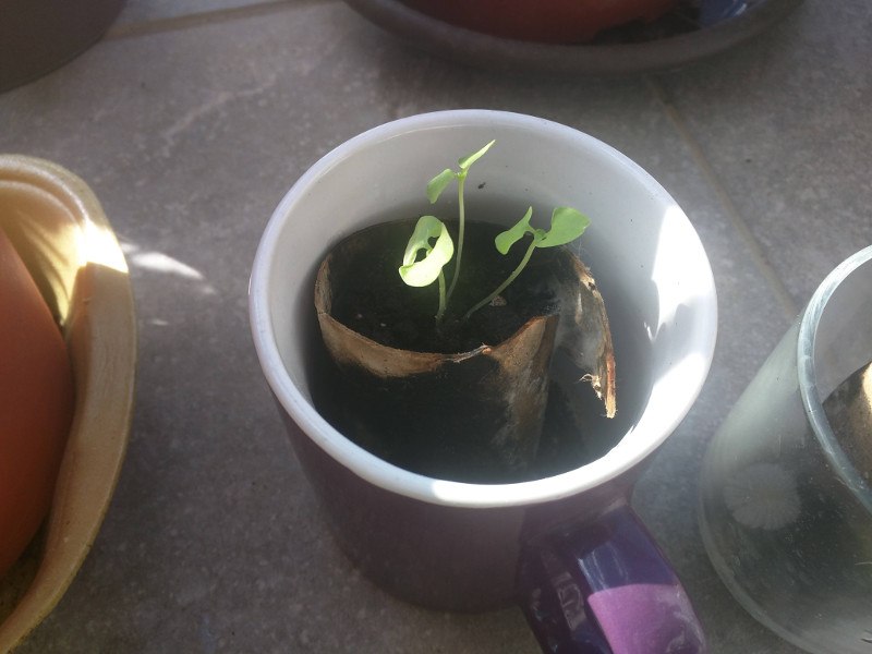 New Basil sprouting