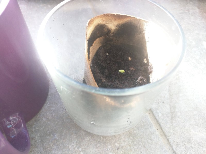 Lettuce sprouting