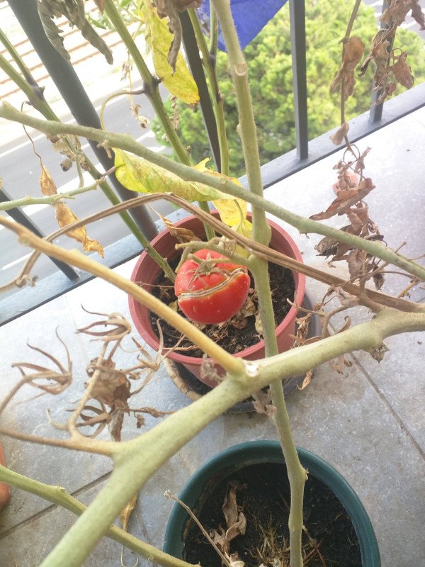 The last tomato