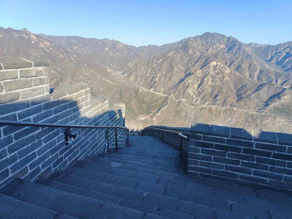 A cat atop the Great Wall of China.