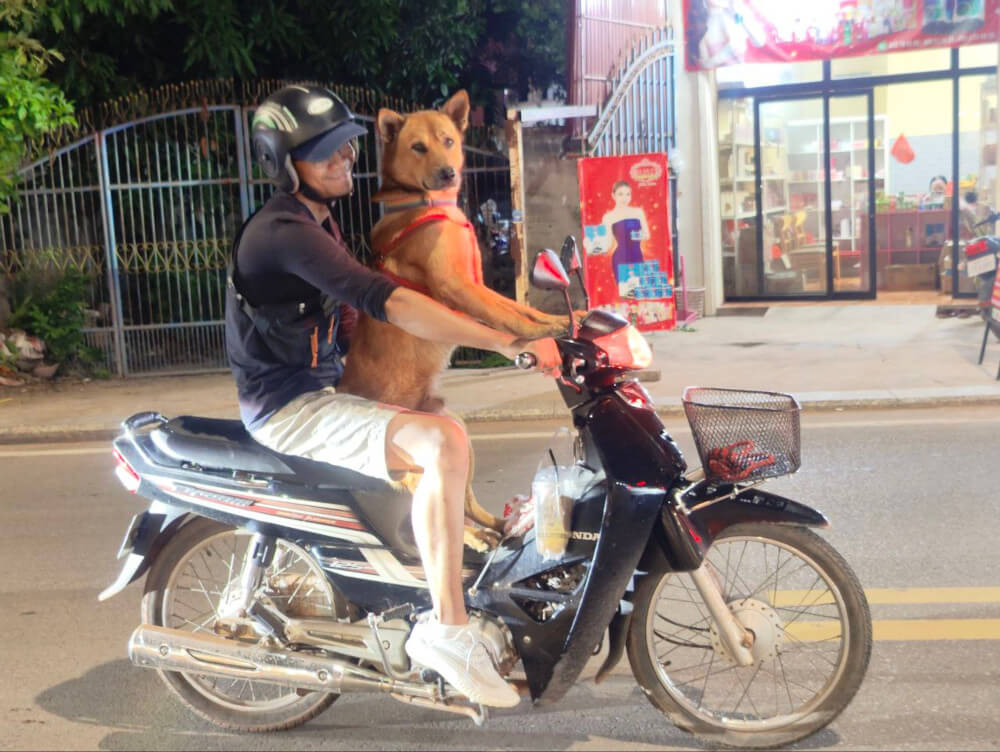 a man and a dog riding on a motorcycle, the dog seems to be driving