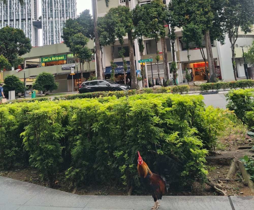 A chicken in the streets of Singapore