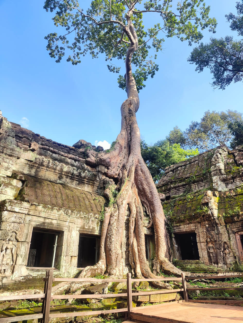 A giant tree growing on the ruins of a temple