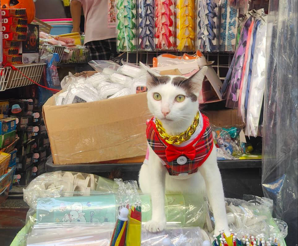 A cat wearing a vest on top of a market stall